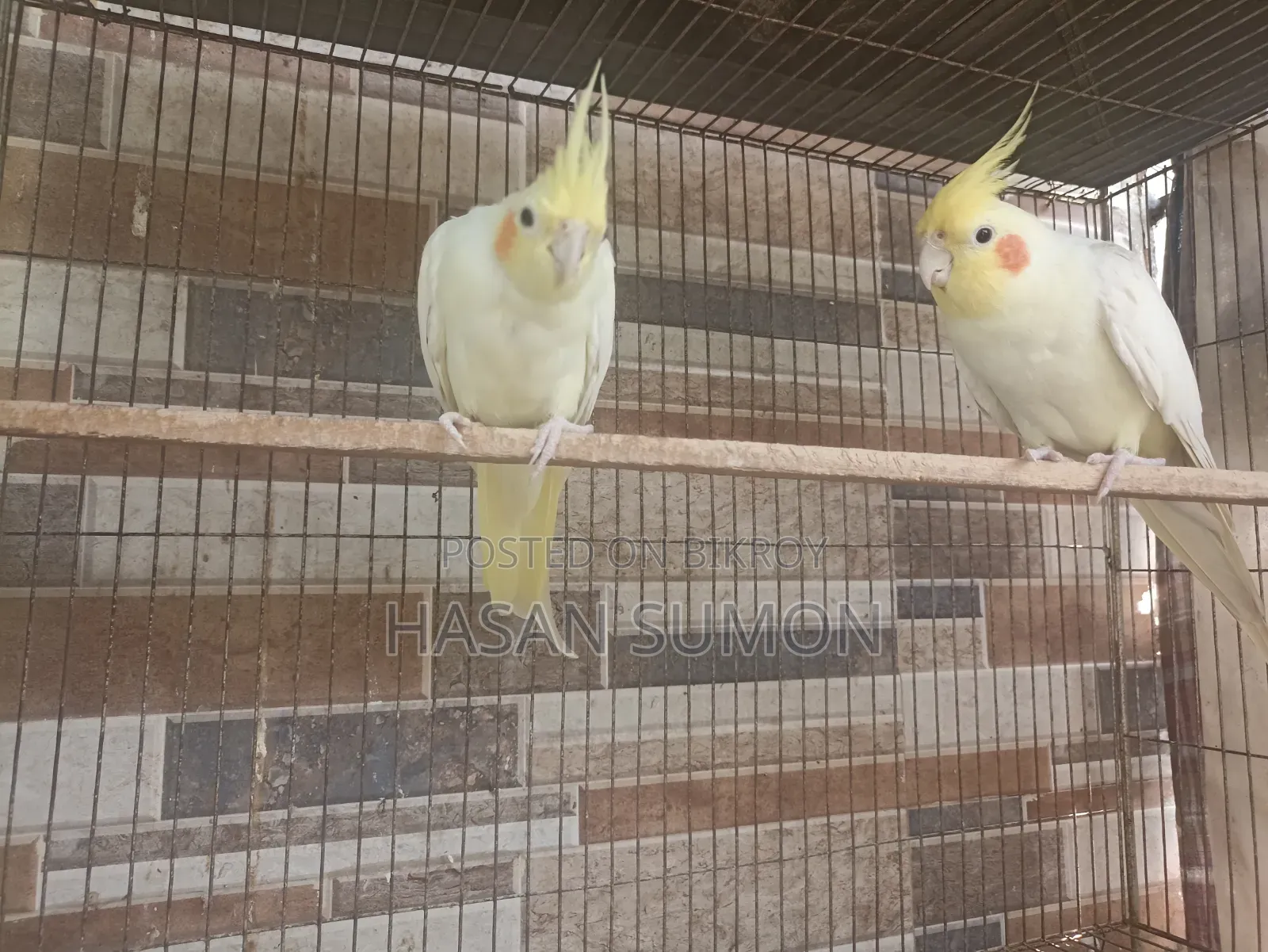 Cockatiel Pair For Sale