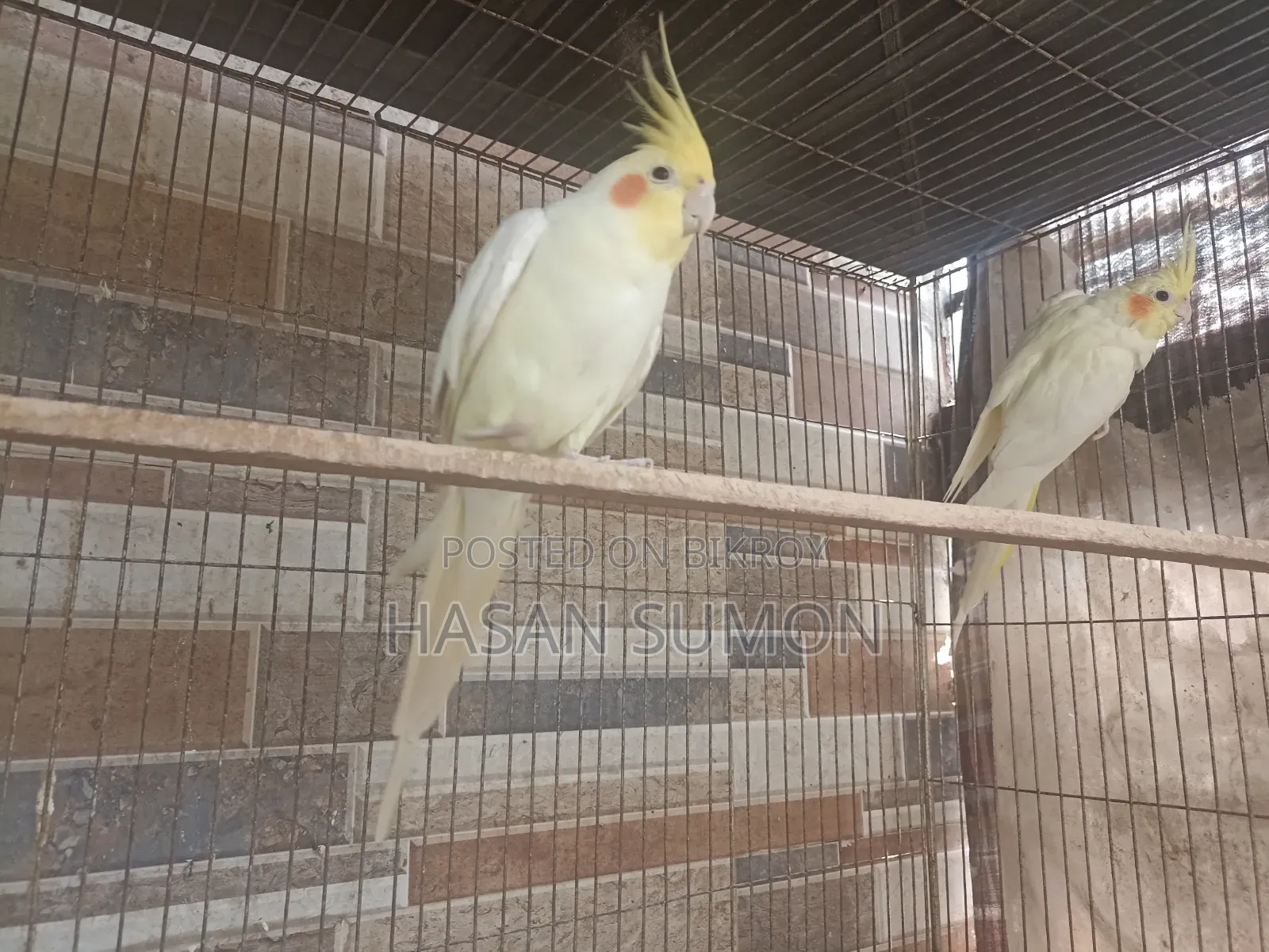 Cockatiel Pair For Sale