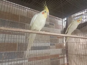 Cockatiel Pair For Sale