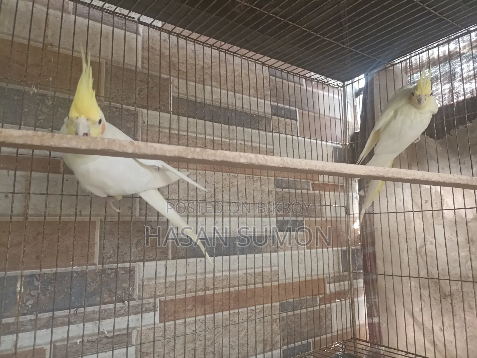 Cockatiel Pair For Sale