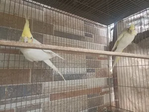 Cockatiel Pair For Sale