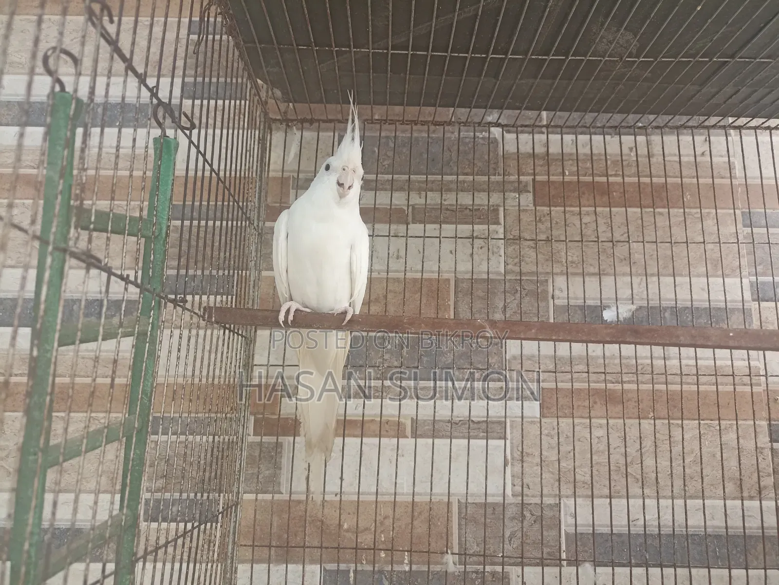 Cockatiel Pair For Sale