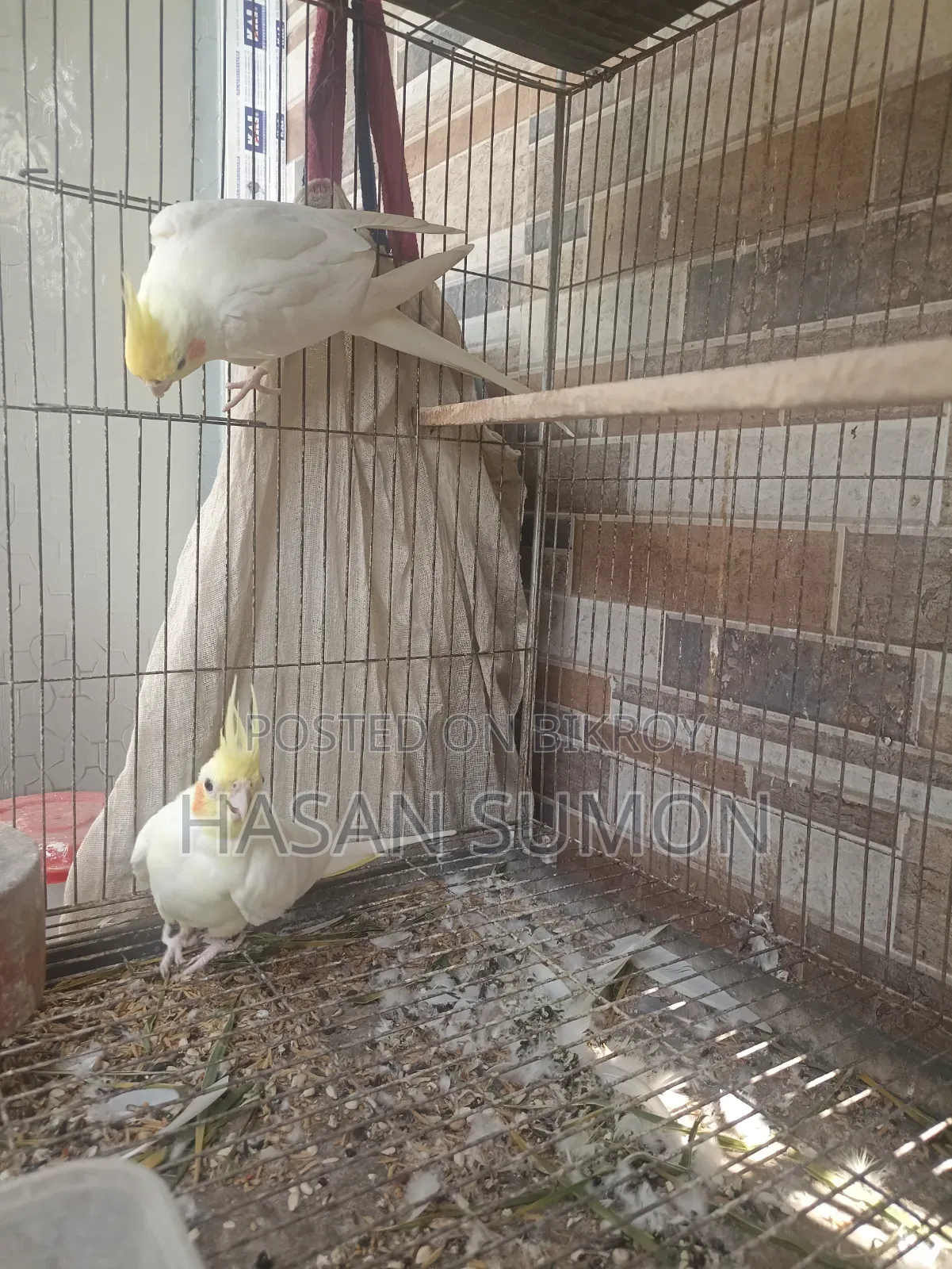 Cockatiel Pair For Sale