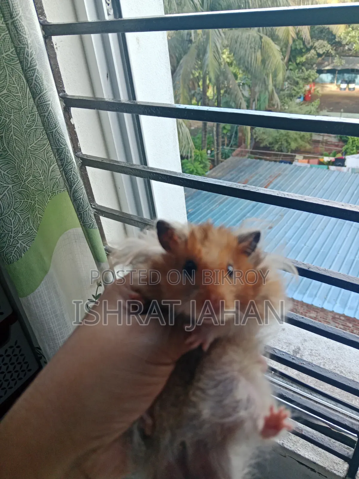 লং হেয়ার সাইরিয়ান হ্যামস্টার পেয়ার