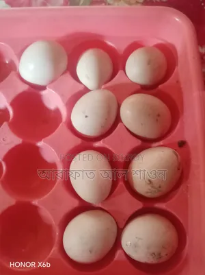 একজোড়া আমেরিকান সিল্ক মুরগী বিক্রি হবে ডিম বাচ্চা।