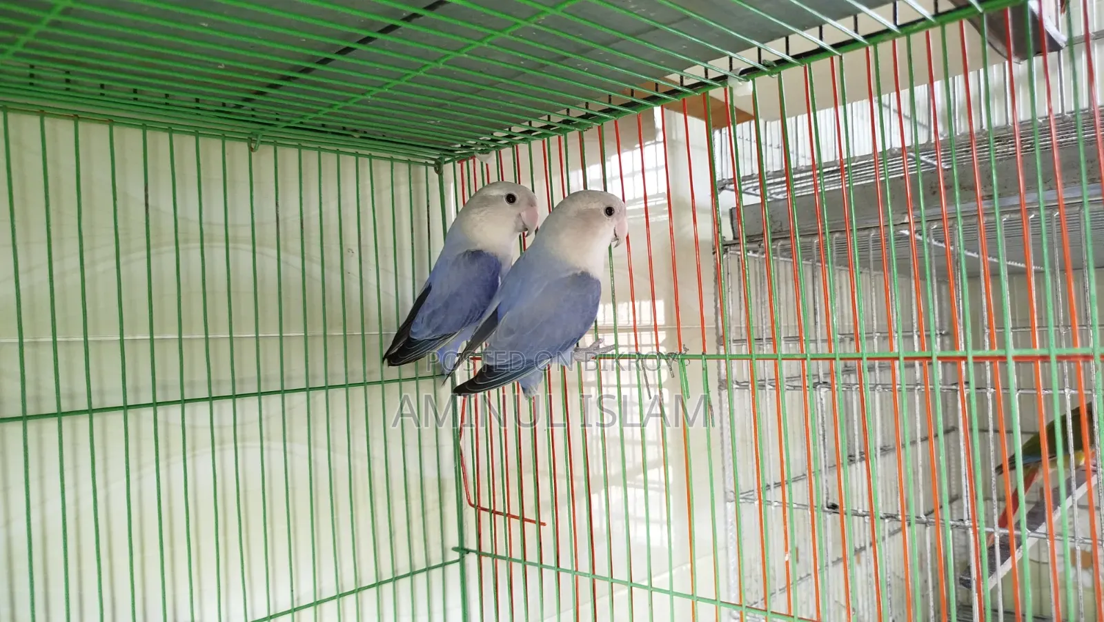 Love Bird Breeding Pair