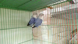 Love Bird Breeding Pair
