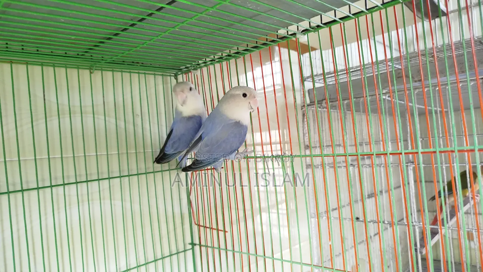 Love Bird Breeding Pair