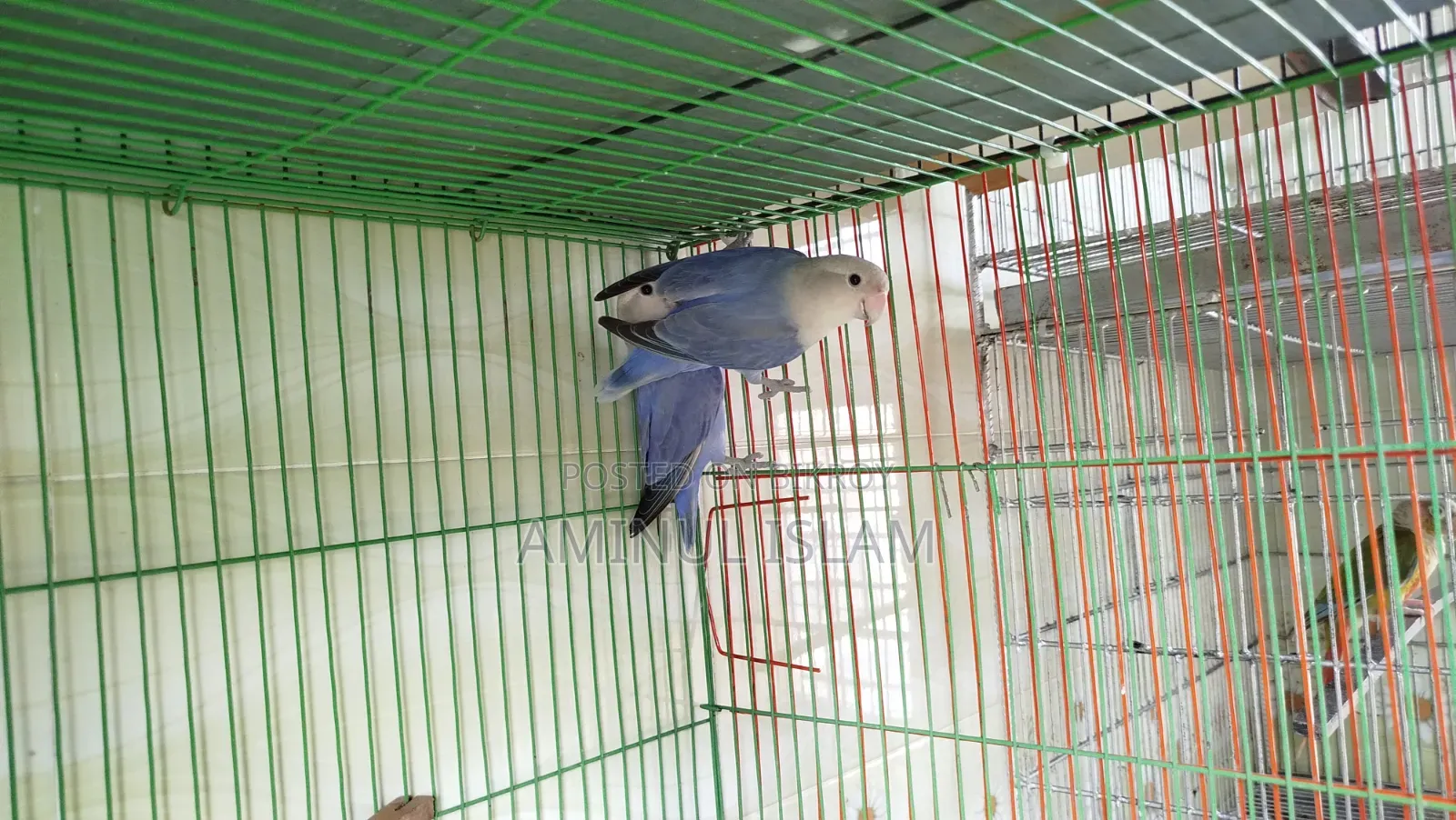 Love Bird Breeding Pair