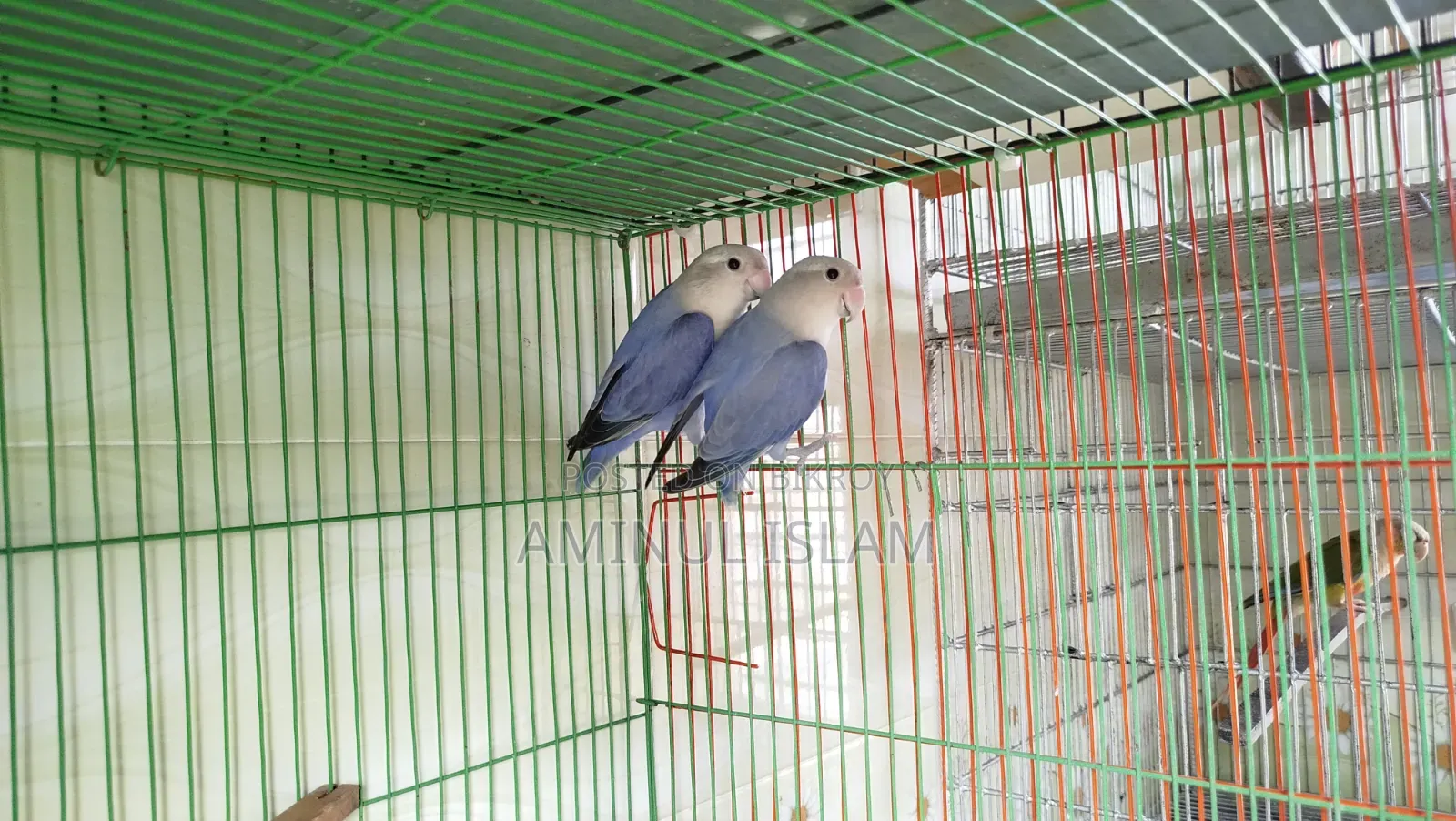 Love Bird Breeding Pair