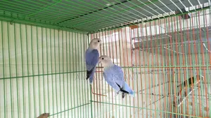 Love Bird Breeding Pair