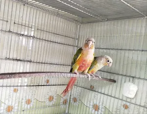 পাইনঅ্যাপল কোনুর ব্রিডিং পেয়ার