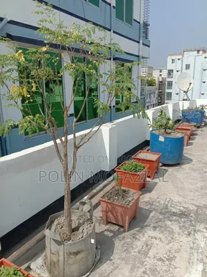 Roof garden soil with tubs, drums