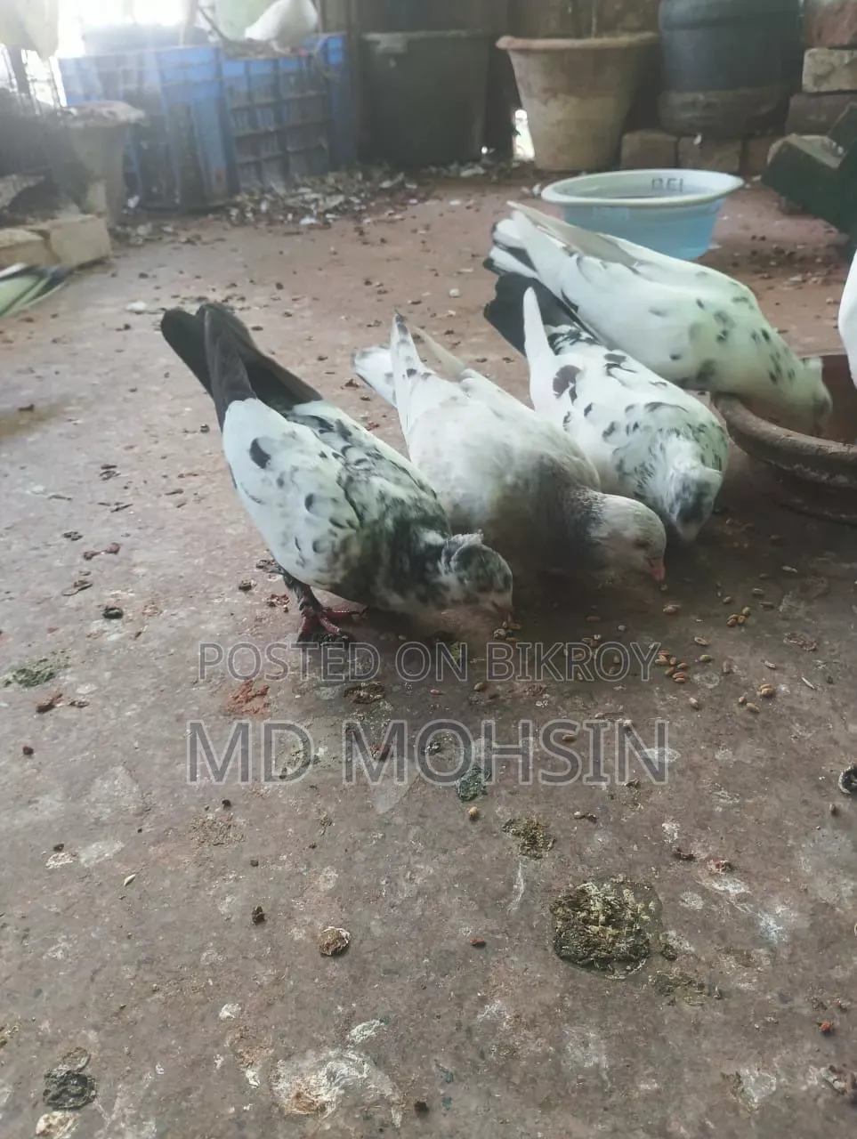 Pigeon Chicks