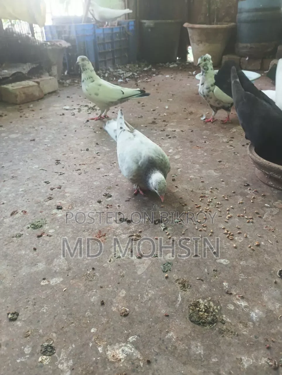 Pigeon Chicks