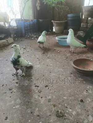 Pigeon Chicks