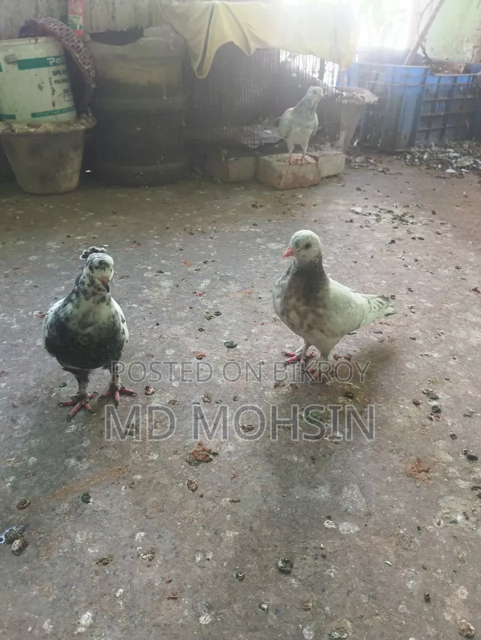 Pigeon Chicks