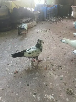 Pigeon Chicks