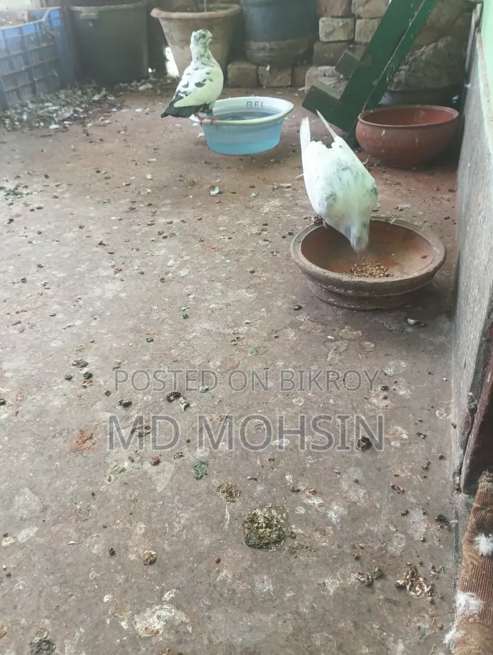 Pigeon Chicks