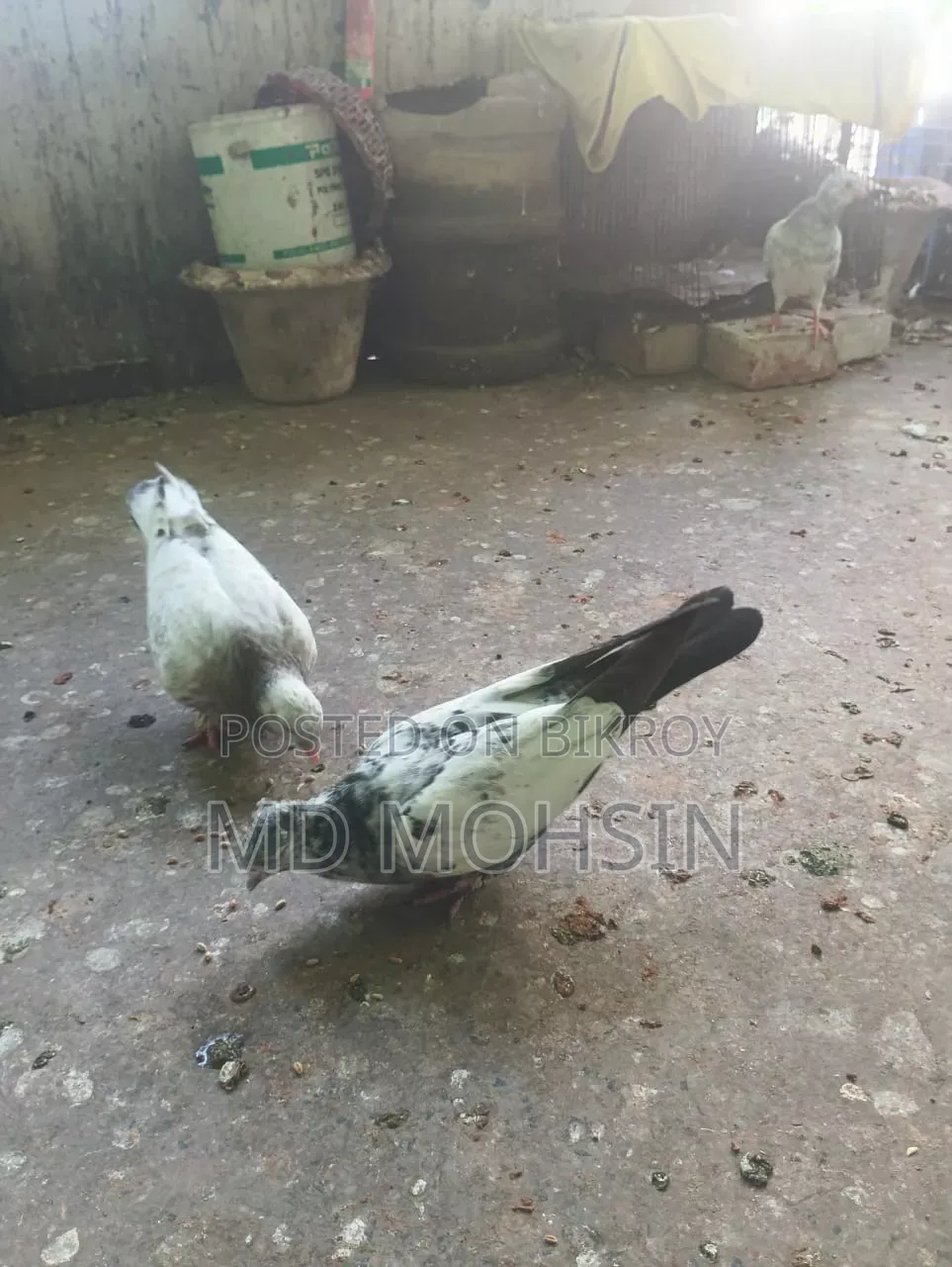 Pigeon Chicks