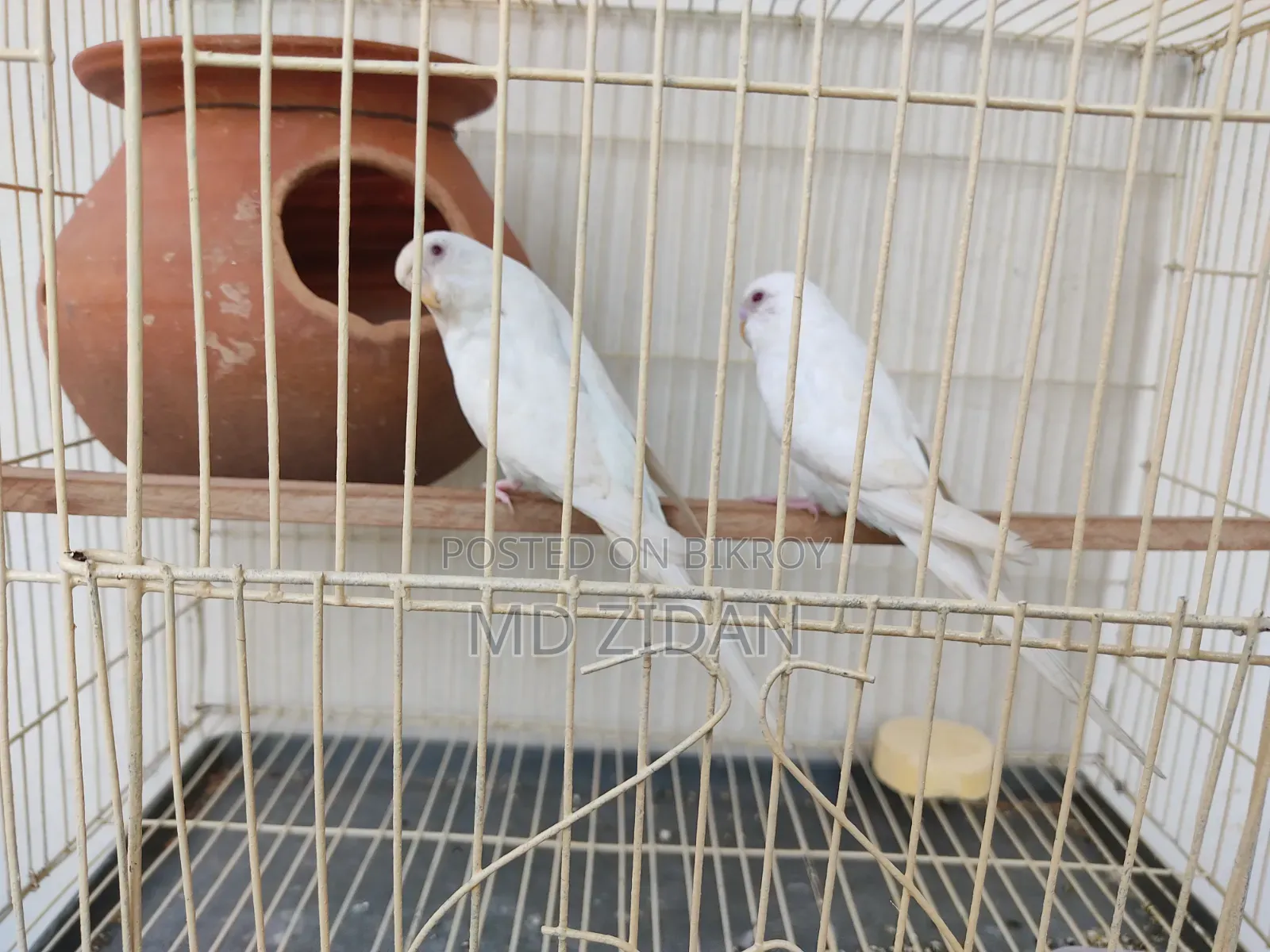 Albino Red Eye Budgies