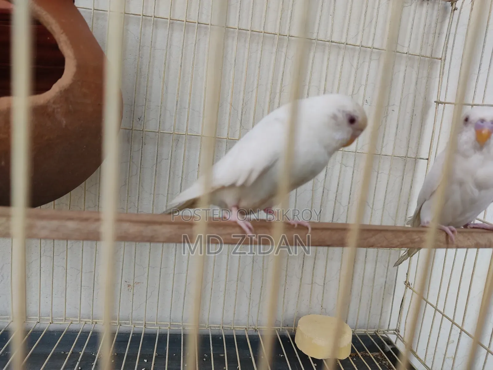 Albino Red Eye Budgies