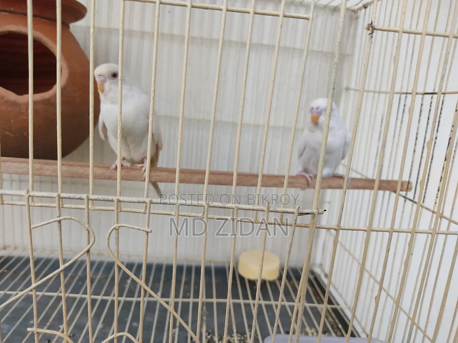Albino Red Eye Budgies