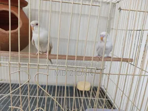 Albino Red Eye Budgies