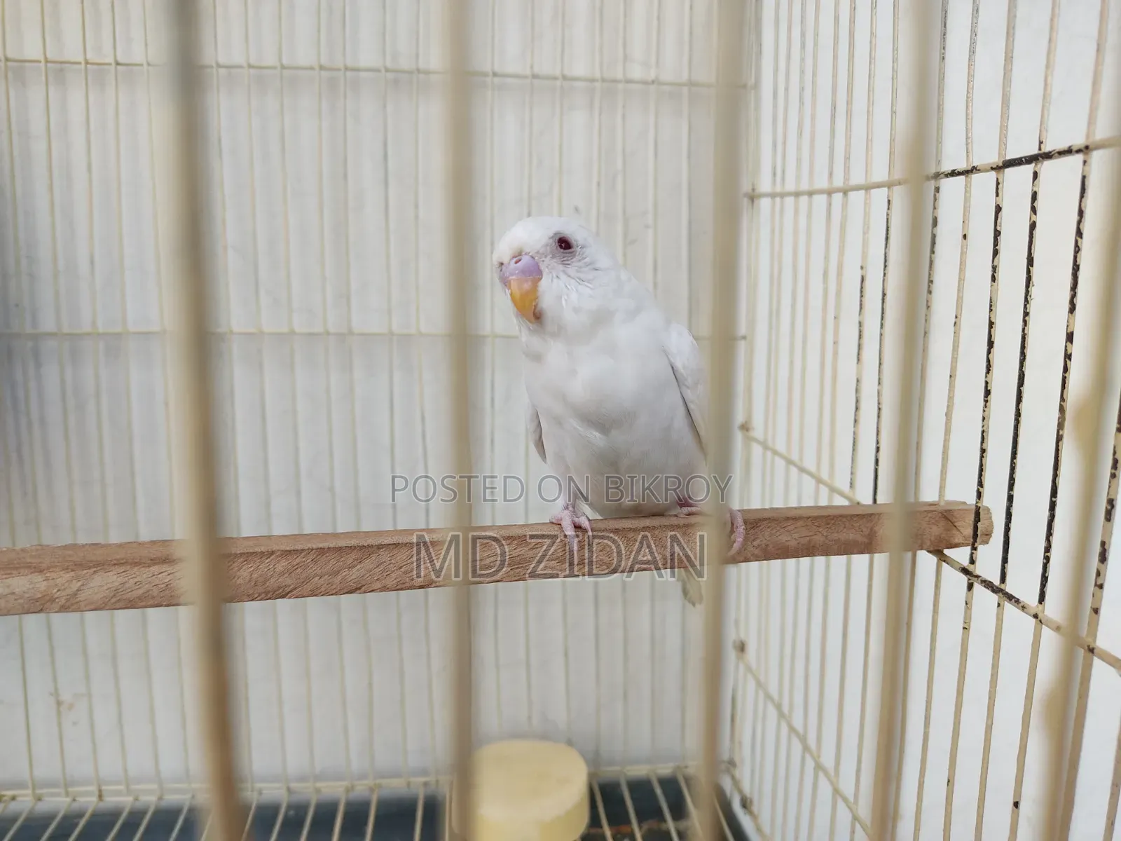 Albino Red Eye Budgies