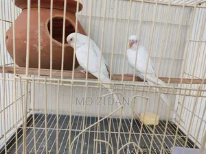 Albino Red Eye Budgies