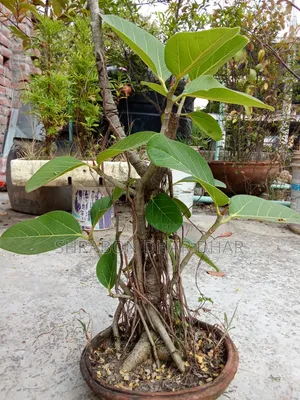 Bonsai tree made 7 years ago