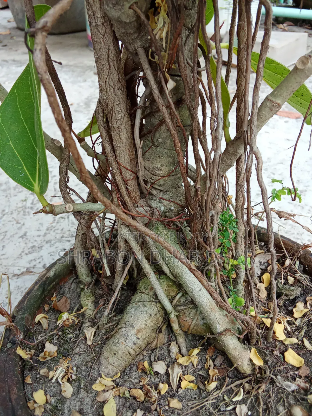 Bonsai tree made 7 years ago
