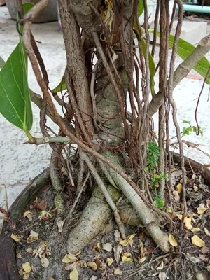 Bonsai tree made 7 years ago
