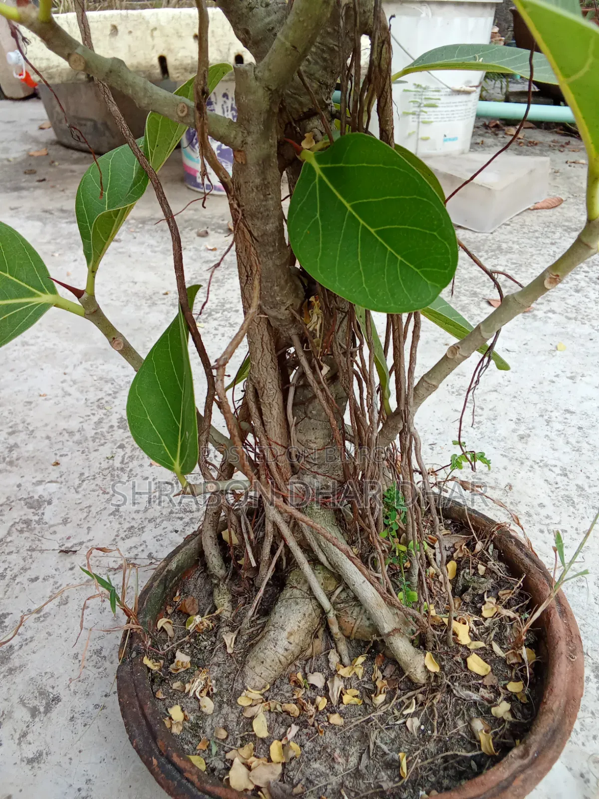 Bonsai tree made 7 years ago