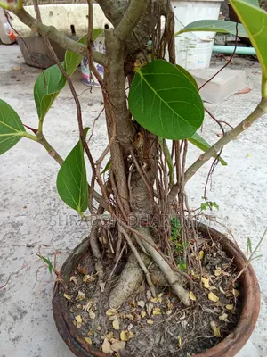Bonsai tree made 7 years ago