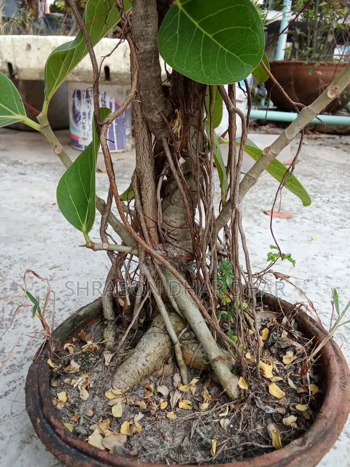 Bonsai tree made 7 years ago