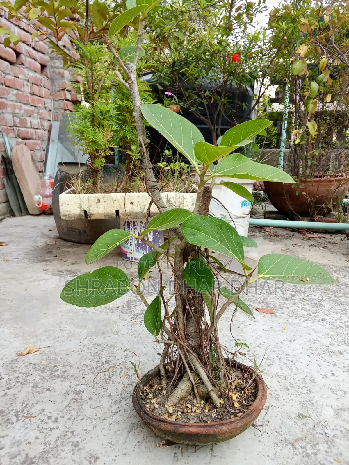 Bonsai tree made 7 years ago