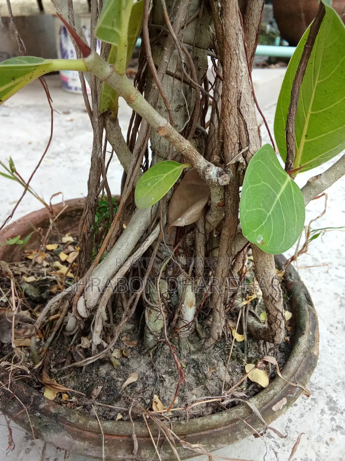 Bonsai tree made 7 years ago