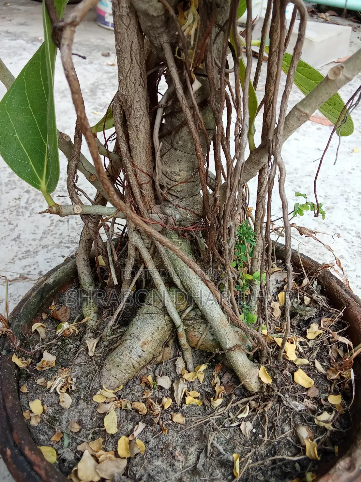 Bonsai tree made 7 years ago
