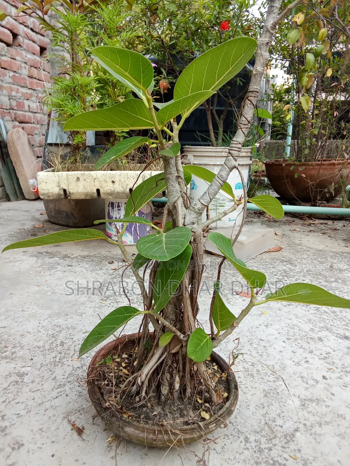 Bonsai tree made 7 years ago