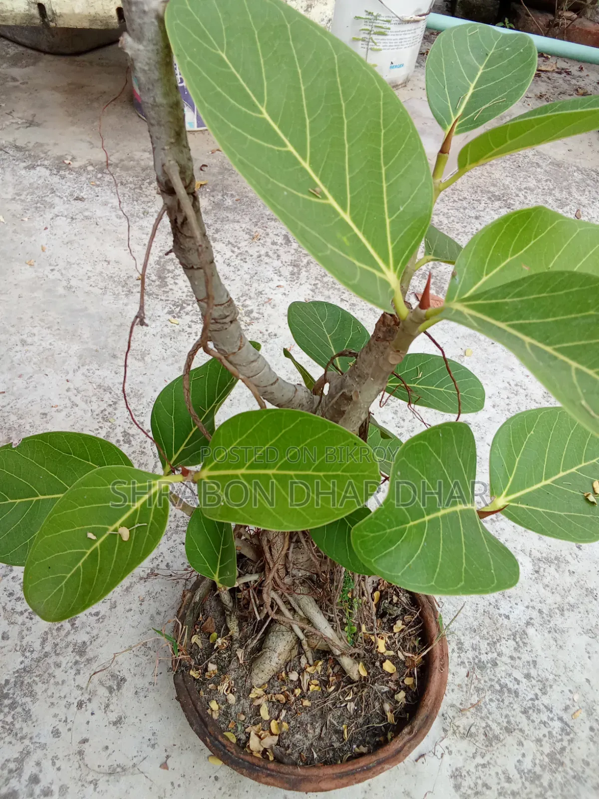 Bonsai tree made 7 years ago