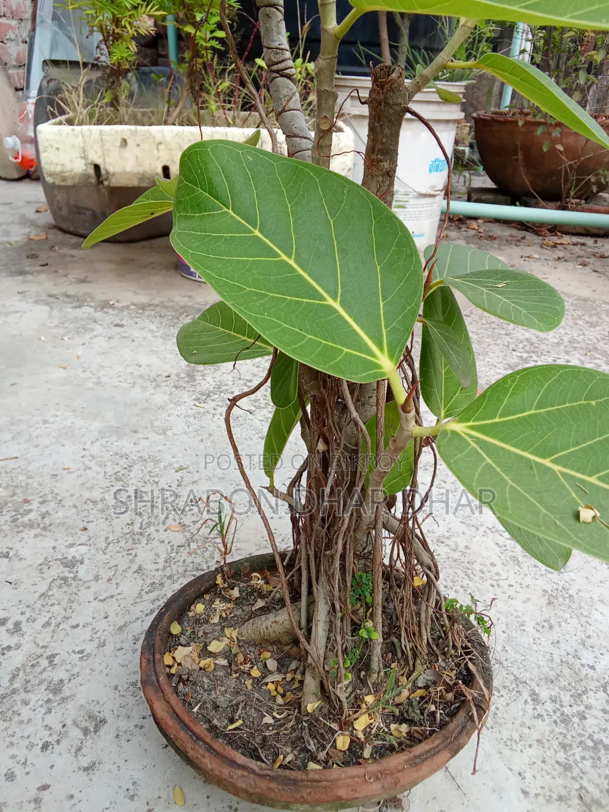 Bonsai tree made 7 years ago