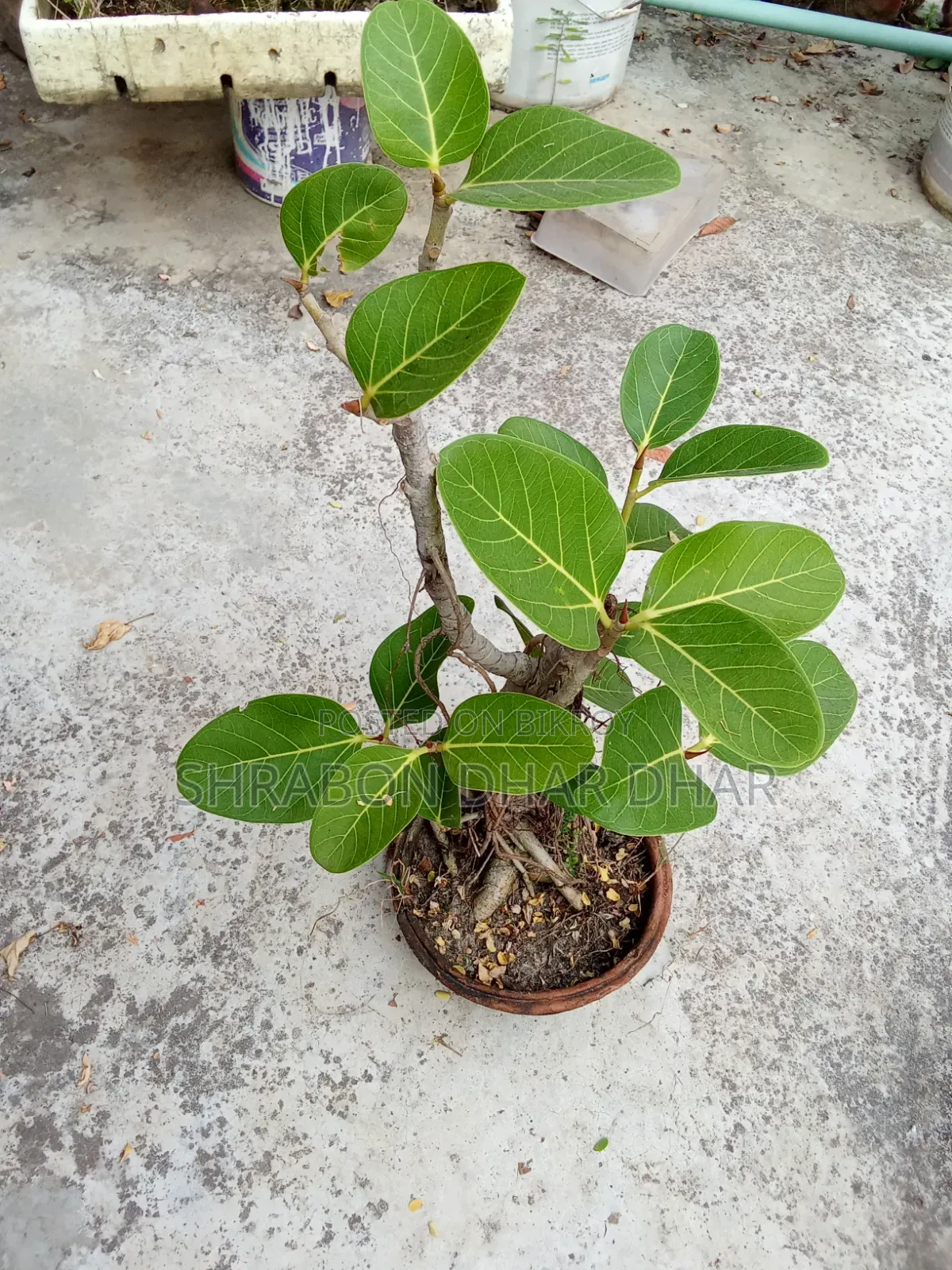 Bonsai tree made 7 years ago