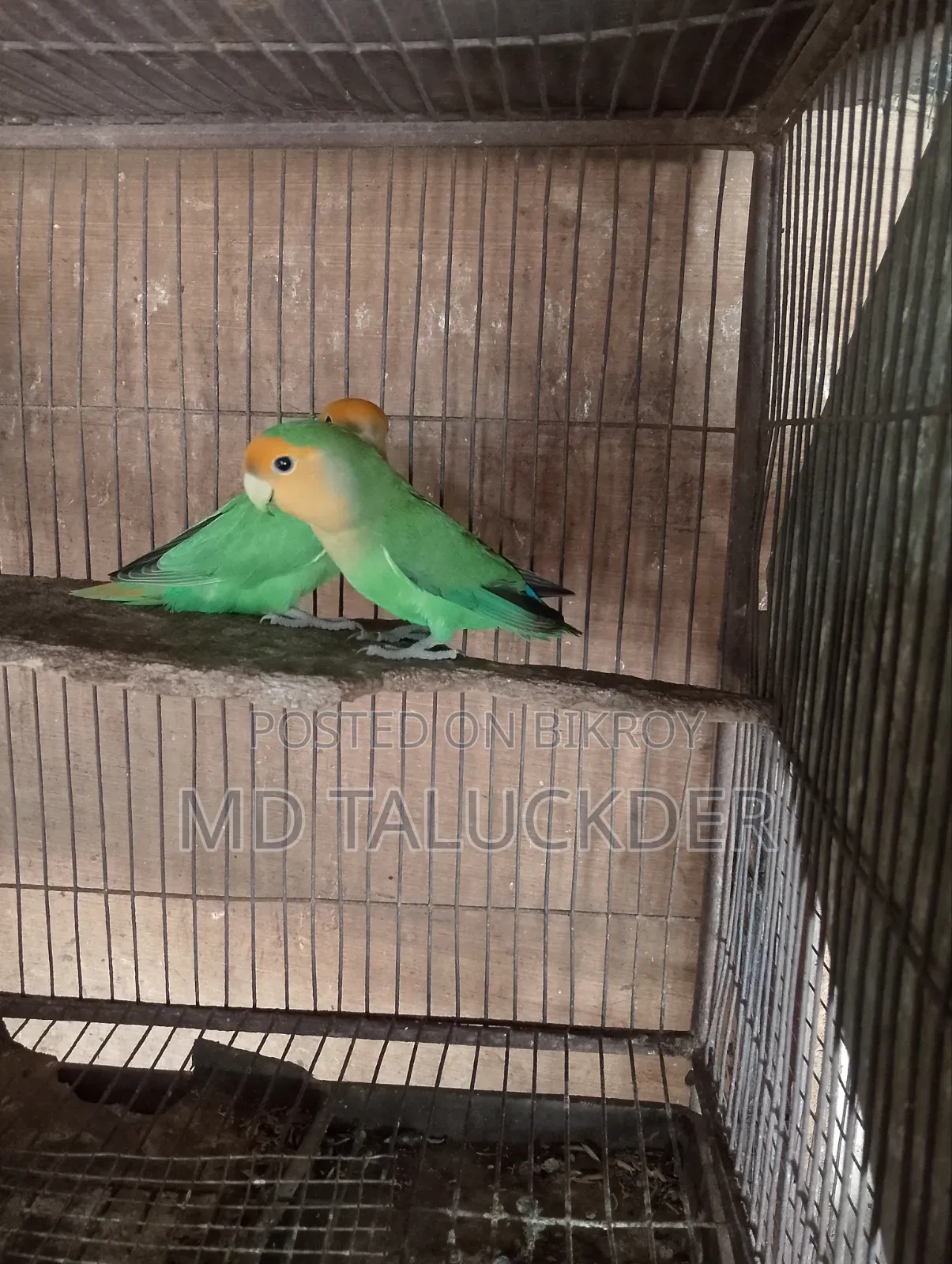 Love Bird Pair