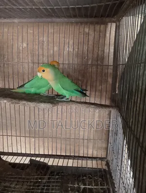 Love Bird Pair