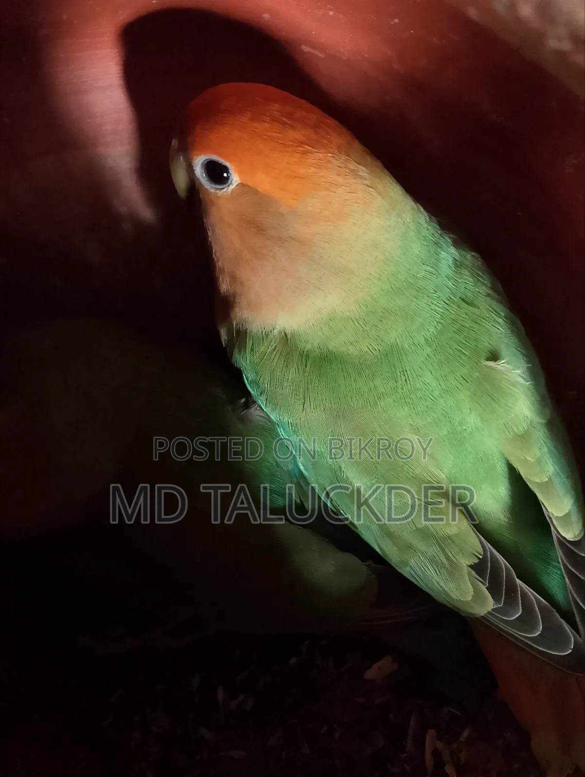Love Bird Pair