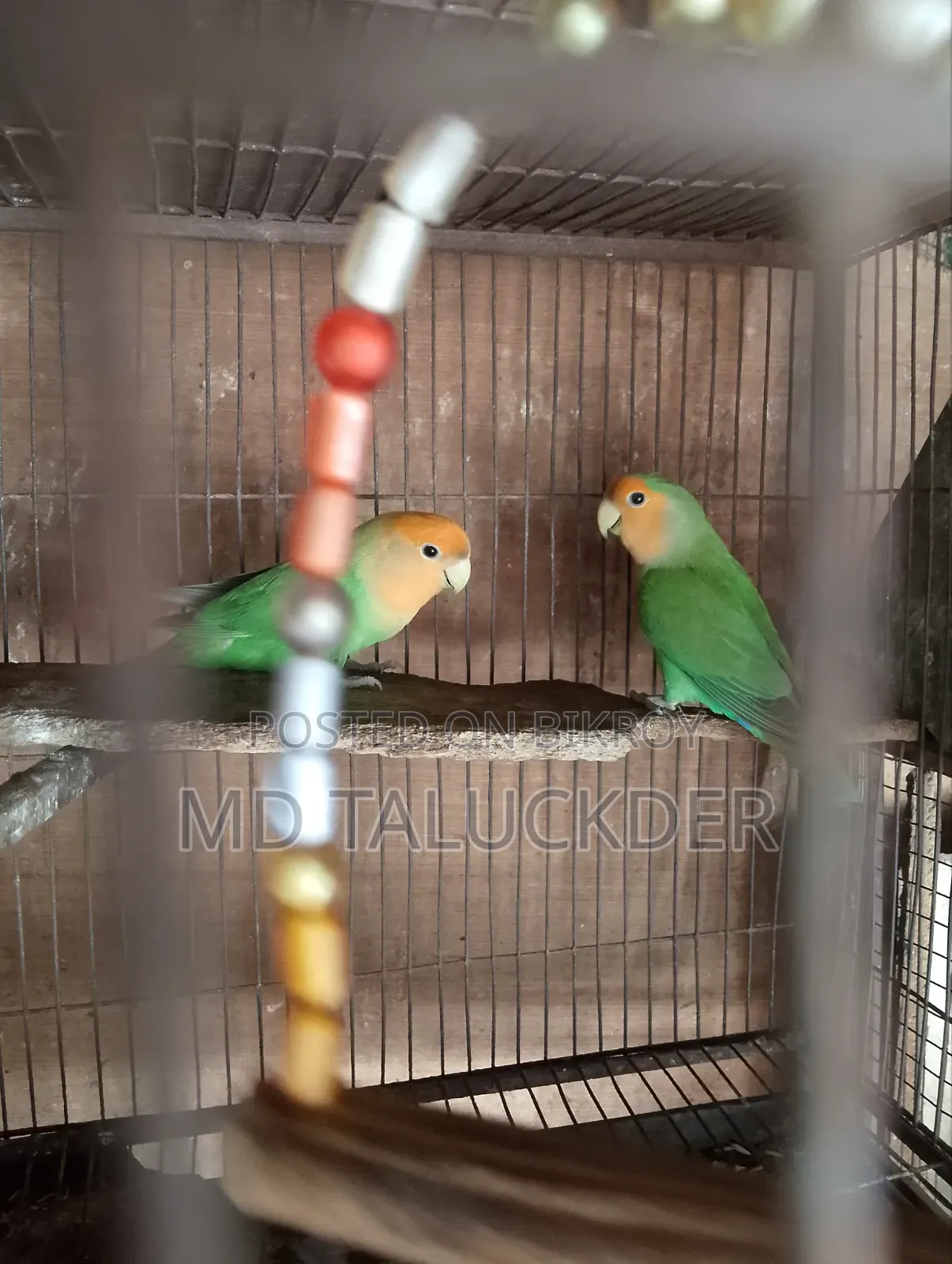 Love Bird Pair