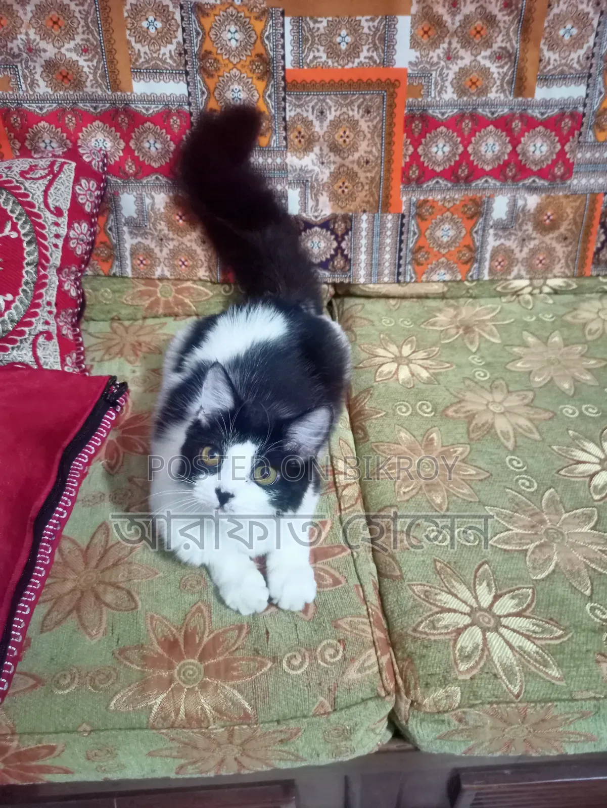 3-6 months Female Mixed Breed Persian