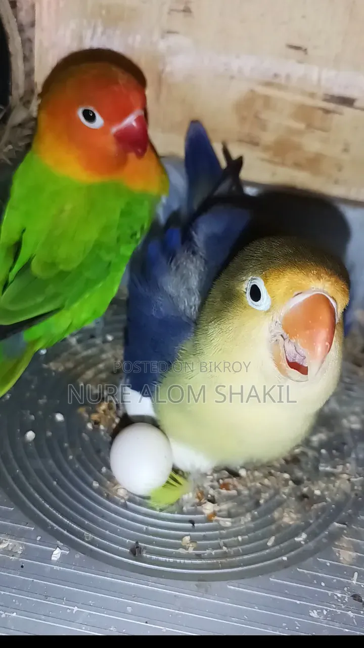 লাভ বার্ড রানিং পেয়ার