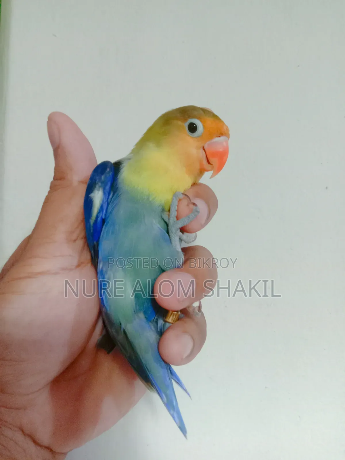 লাভ বার্ড রানিং পেয়ার